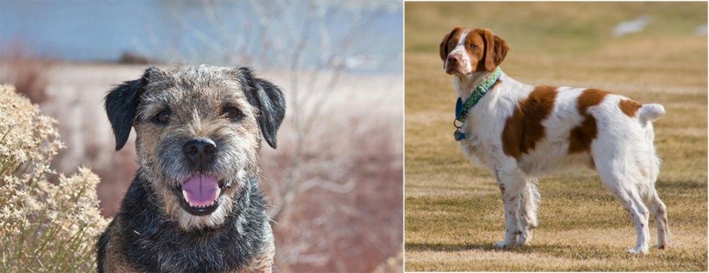 French Brittany vs Border Terrier - Breed Comparison