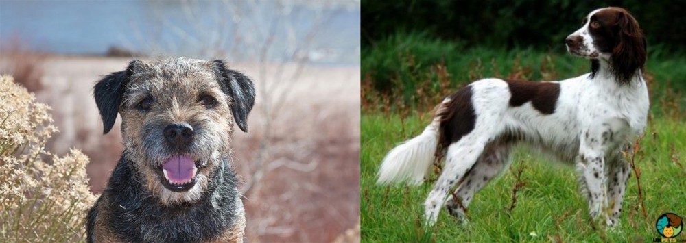 French Spaniel vs Border Terrier - Breed Comparison