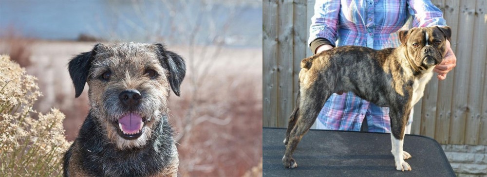Fruggle vs Border Terrier - Breed Comparison