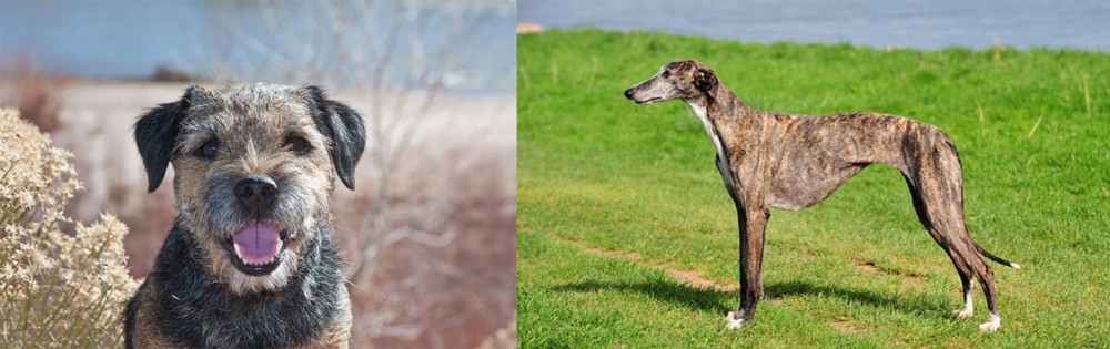 Galgo Espanol vs Border Terrier - Breed Comparison