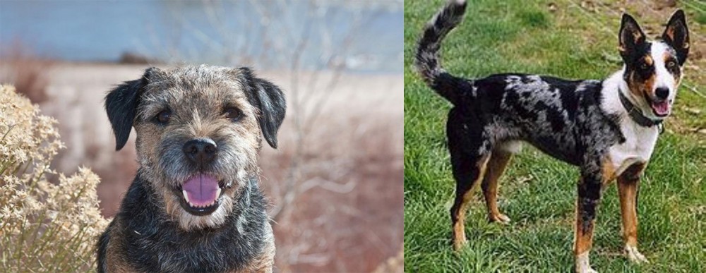 German Coolie vs Border Terrier - Breed Comparison