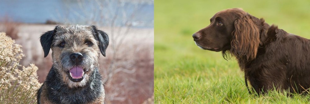 German Longhaired Pointer vs Border Terrier - Breed Comparison