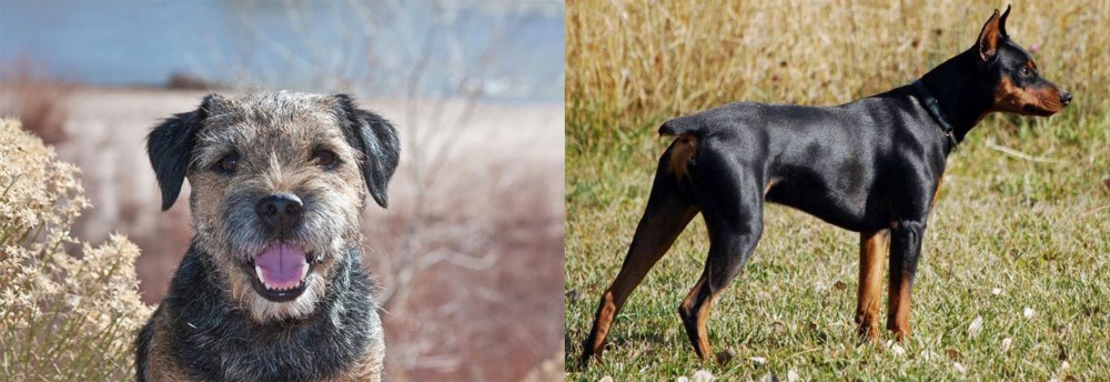 German Pinscher vs Border Terrier - Breed Comparison