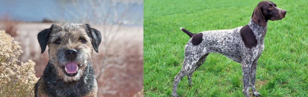 German Shorthaired Pointer vs Border Terrier - Breed Comparison