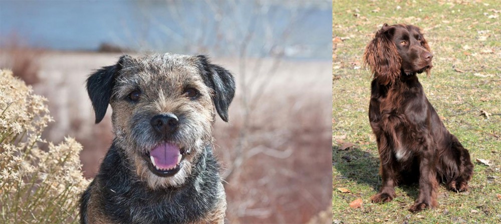 German Spaniel vs Border Terrier - Breed Comparison