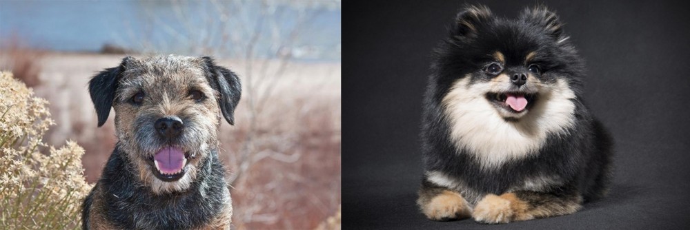 German Spitz (Klein) vs Border Terrier - Breed Comparison
