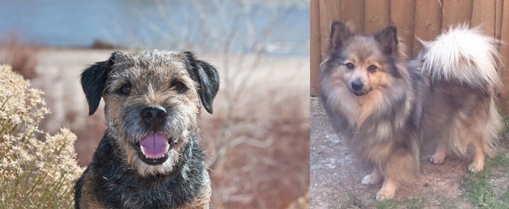 German Spitz (Mittel) vs Border Terrier - Breed Comparison