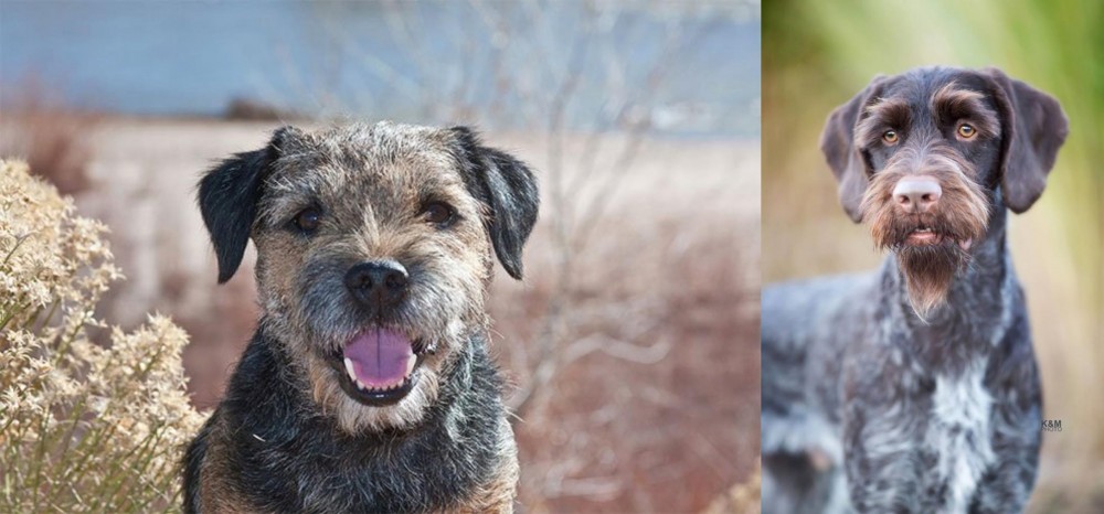 German Wirehaired Pointer vs Border Terrier - Breed Comparison