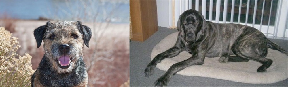 Giant Maso Mastiff vs Border Terrier - Breed Comparison