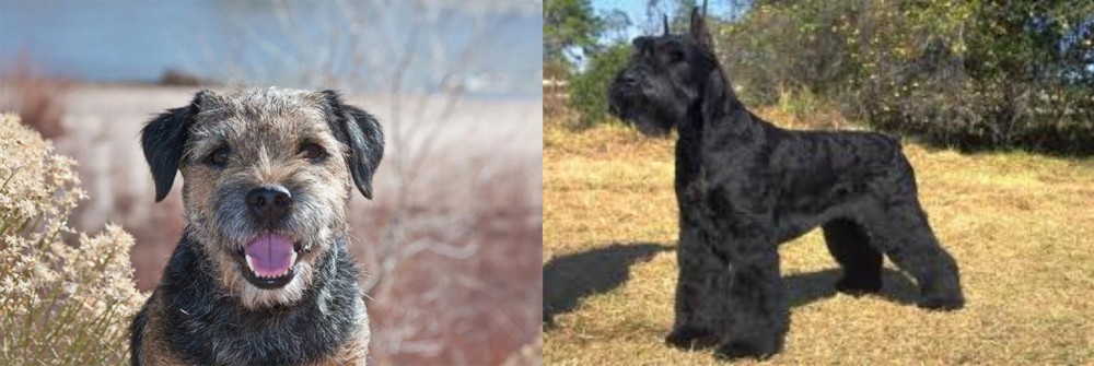 Giant Schnauzer vs Border Terrier - Breed Comparison