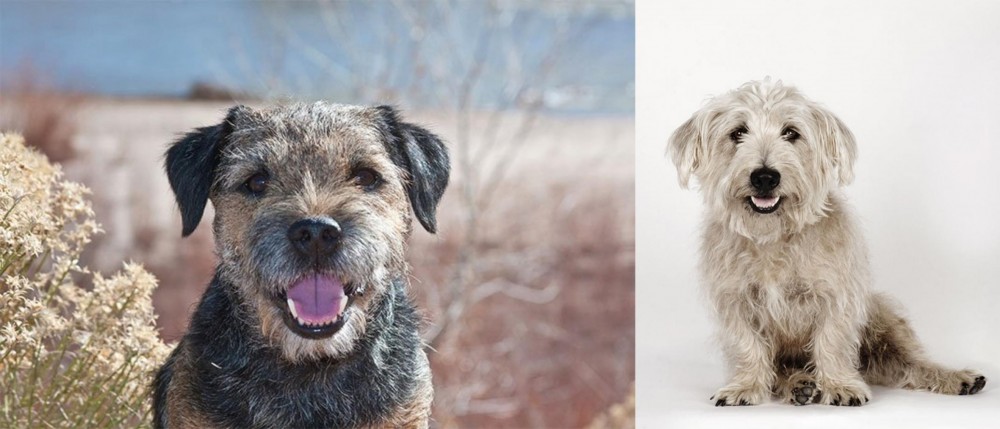 Glen of Imaal Terrier vs Border Terrier - Breed Comparison