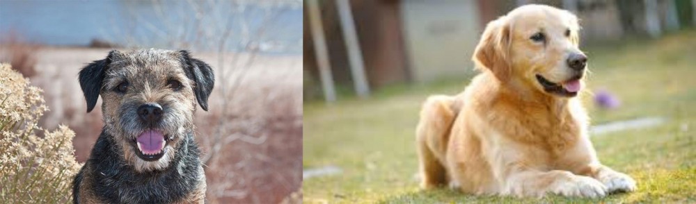 Goldador vs Border Terrier - Breed Comparison
