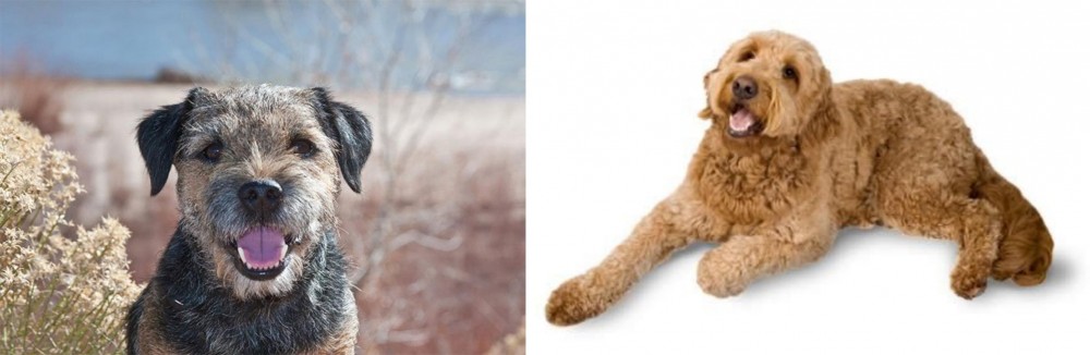 Golden Doodle vs Border Terrier - Breed Comparison