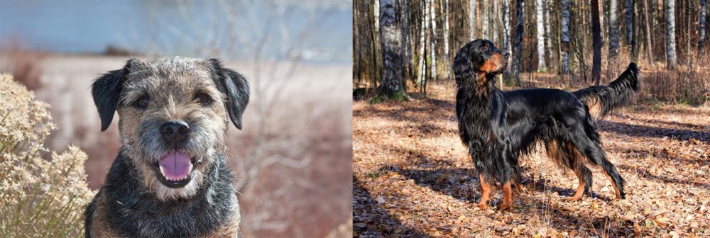 Gordon Setter vs Border Terrier - Breed Comparison