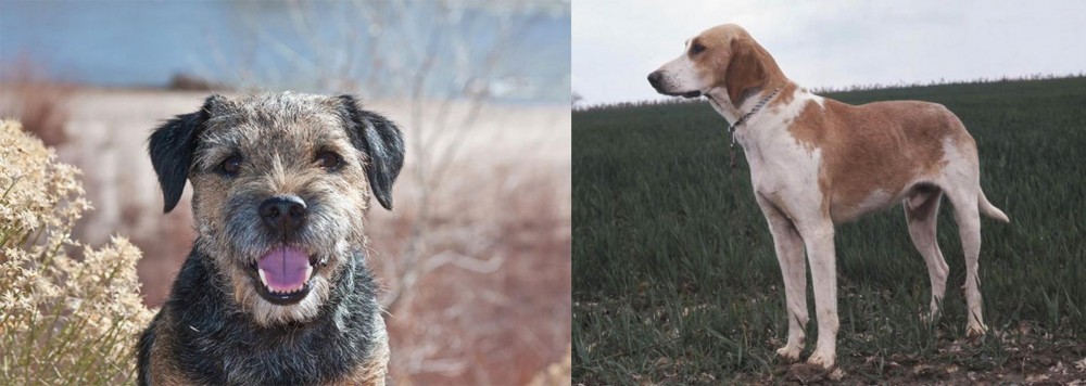 Grand Anglo-Francais Blanc et Orange vs Border Terrier - Breed Comparison