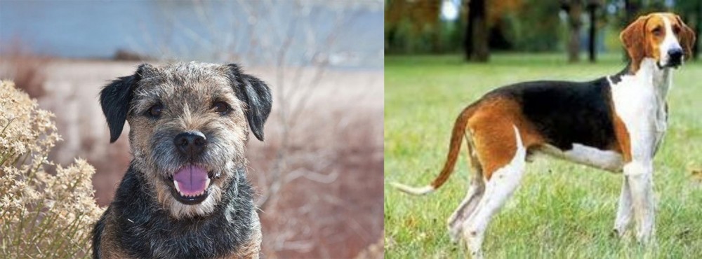 Grand Anglo-Francais Tricolore vs Border Terrier - Breed Comparison