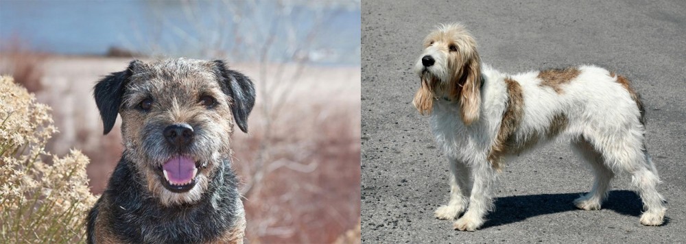 Grand Basset Griffon Vendeen vs Border Terrier - Breed Comparison