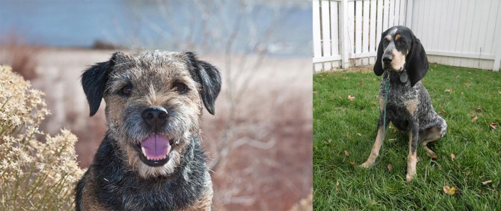 Grand Bleu de Gascogne vs Border Terrier - Breed Comparison