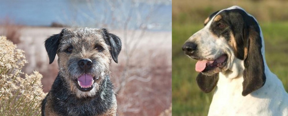 Grand Gascon Saintongeois vs Border Terrier - Breed Comparison