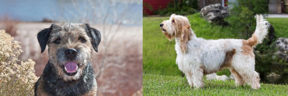 Grand Griffon Vendeen vs Border Terrier - Breed Comparison