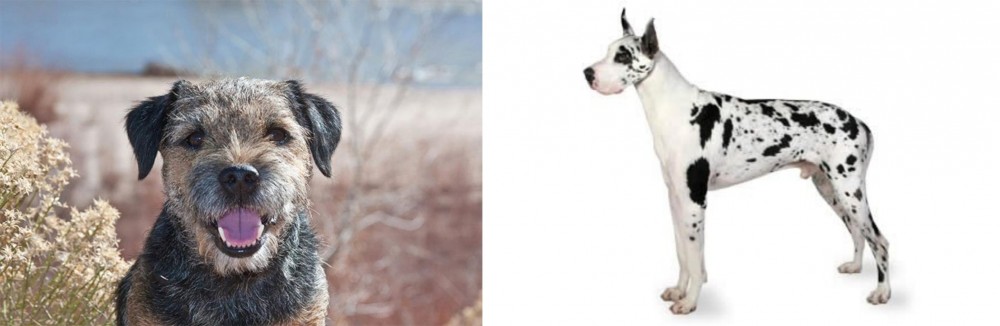 Great Dane vs Border Terrier - Breed Comparison