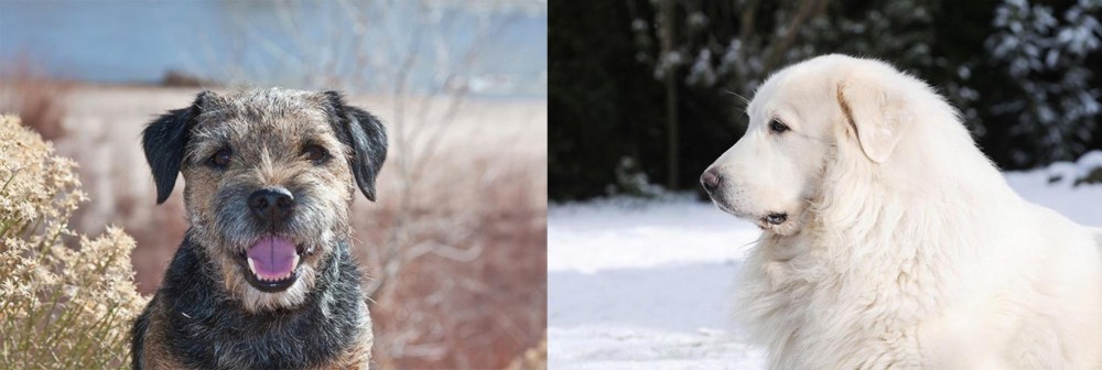 Great Pyrenees vs Border Terrier - Breed Comparison