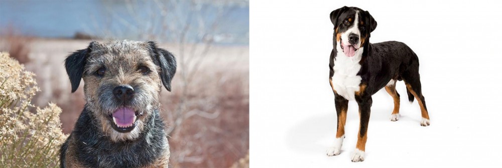 Greater Swiss Mountain Dog vs Border Terrier - Breed Comparison