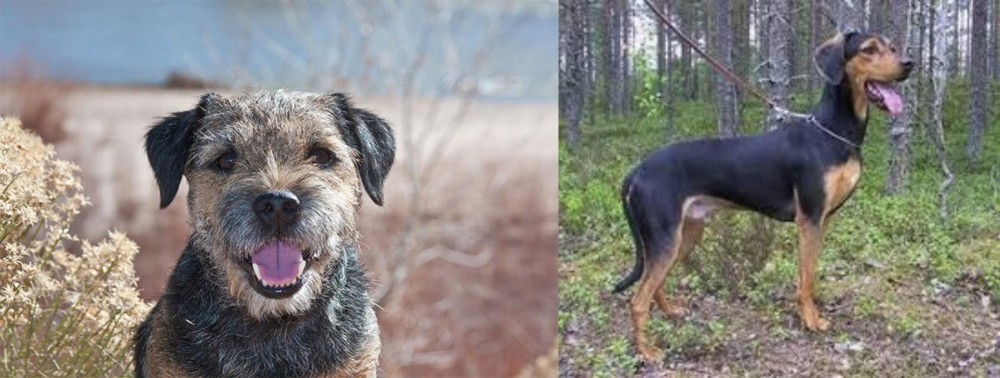 Greek Harehound vs Border Terrier - Breed Comparison