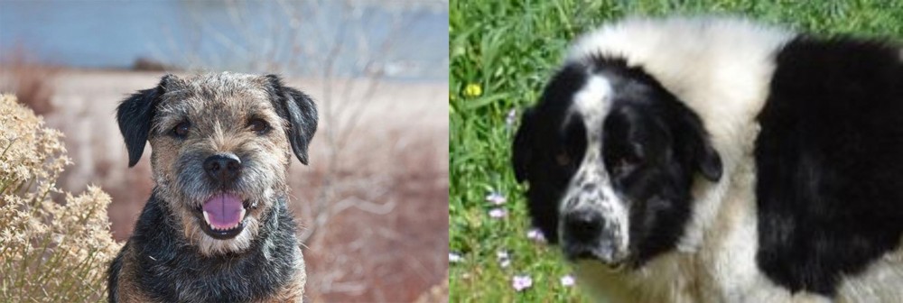 Greek Sheepdog vs Border Terrier - Breed Comparison