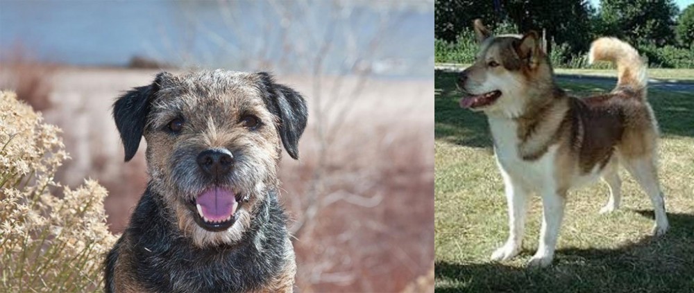 Greenland Dog vs Border Terrier - Breed Comparison
