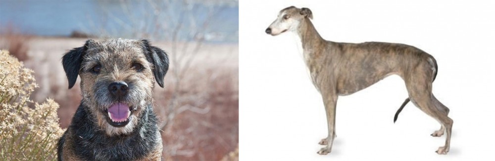 Greyhound vs Border Terrier - Breed Comparison