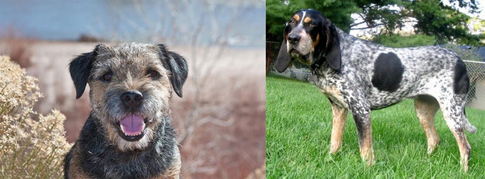 Griffon Bleu de Gascogne vs Border Terrier - Breed Comparison