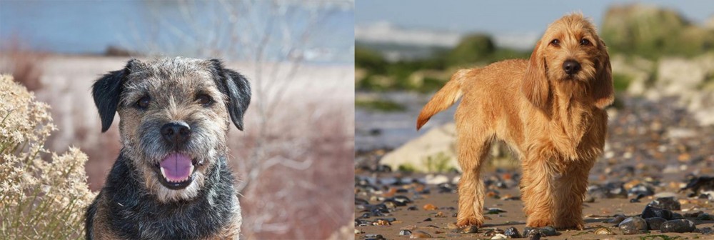 Griffon Fauve de Bretagne vs Border Terrier - Breed Comparison