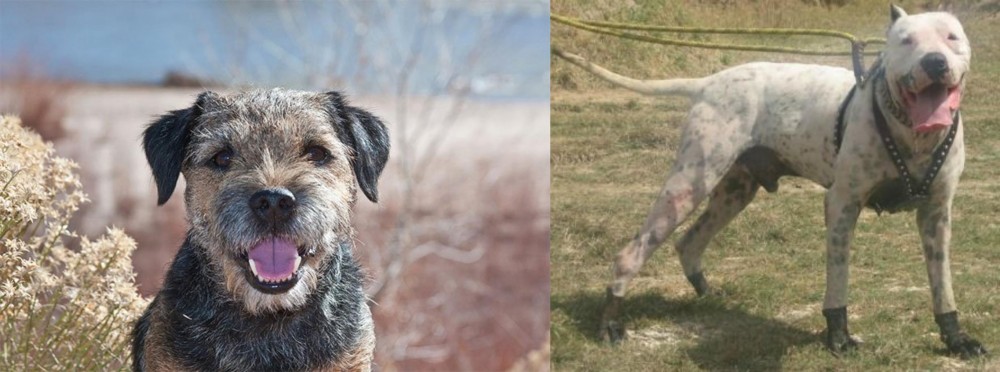 Gull Dong vs Border Terrier - Breed Comparison