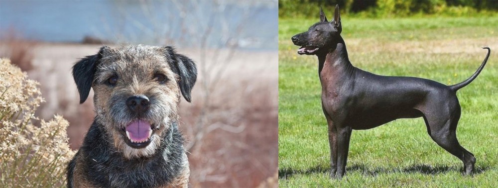 Hairless Khala vs Border Terrier - Breed Comparison