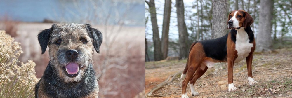 Hamiltonstovare vs Border Terrier - Breed Comparison