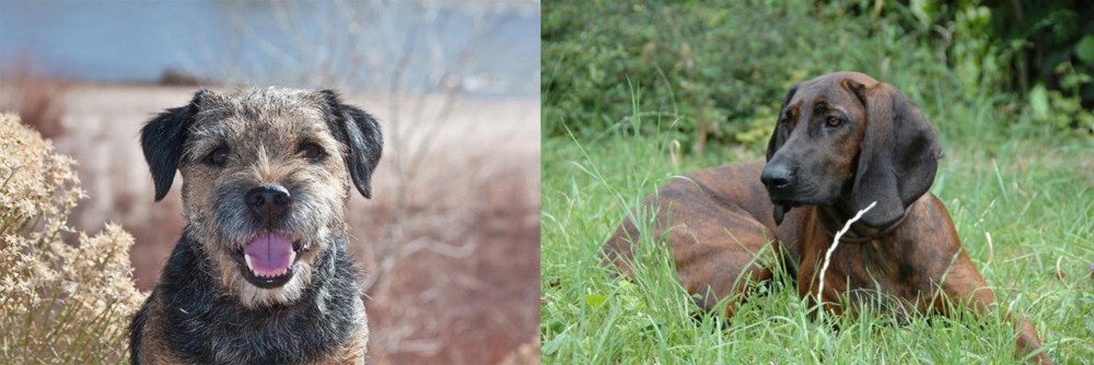 Hanover Hound vs Border Terrier - Breed Comparison
