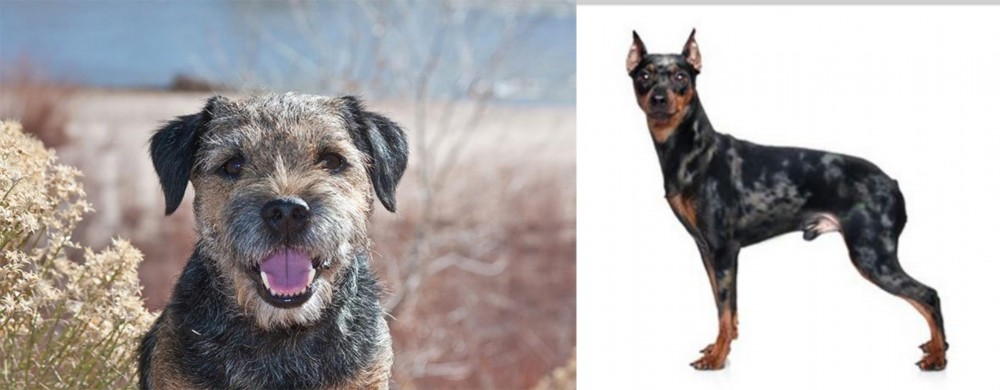 Harlequin Pinscher vs Border Terrier - Breed Comparison