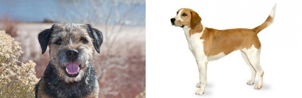 Harrier vs Border Terrier - Breed Comparison