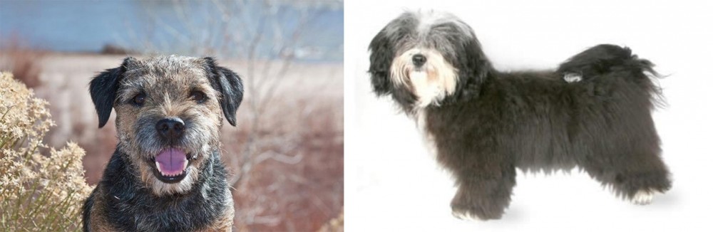 Havanese vs Border Terrier - Breed Comparison