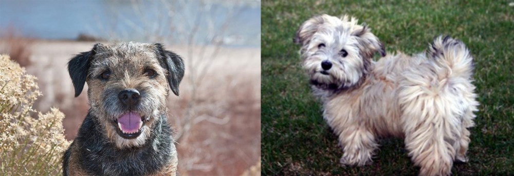 Havapoo vs Border Terrier - Breed Comparison