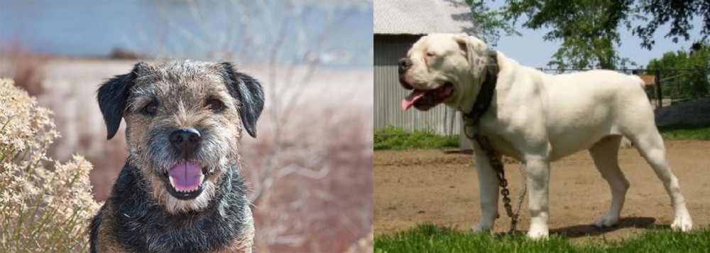 Hermes Bulldogge vs Border Terrier - Breed Comparison