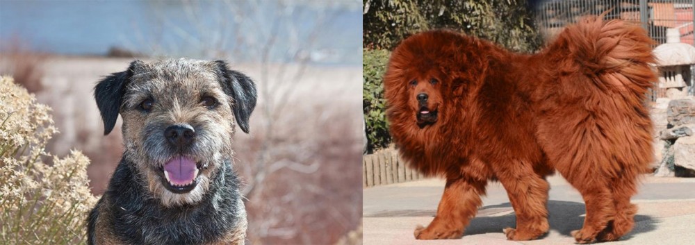 Himalayan Mastiff vs Border Terrier - Breed Comparison