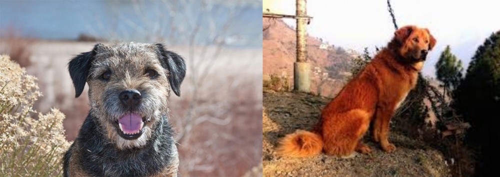 Himalayan Sheepdog vs Border Terrier - Breed Comparison