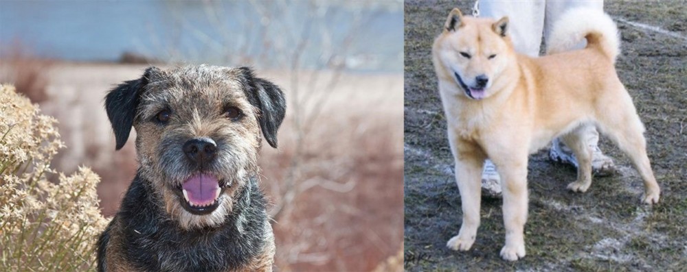 Hokkaido vs Border Terrier - Breed Comparison