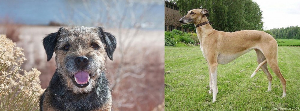 Hortaya Borzaya vs Border Terrier - Breed Comparison