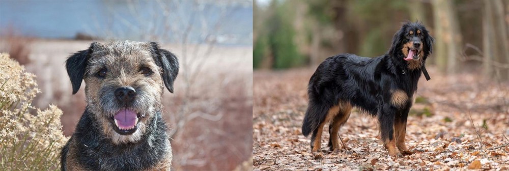 Hovawart vs Border Terrier - Breed Comparison