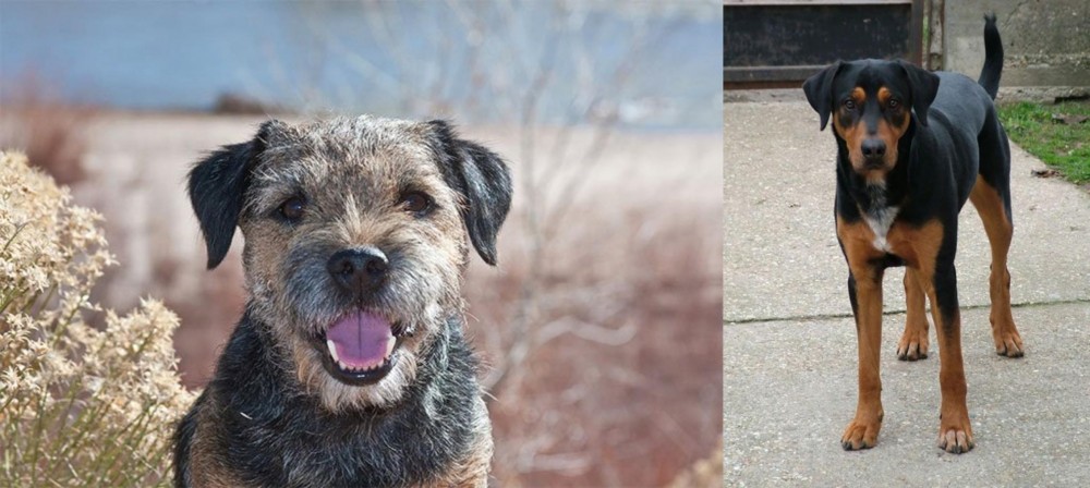 Hungarian Hound vs Border Terrier - Breed Comparison