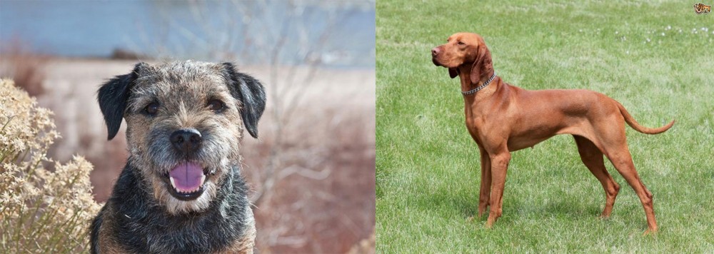 Hungarian Vizsla vs Border Terrier - Breed Comparison