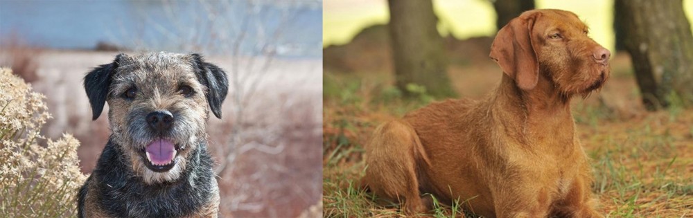 Hungarian Wirehaired Vizsla vs Border Terrier - Breed Comparison